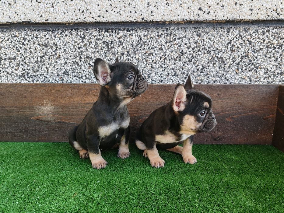 Френски   булдог