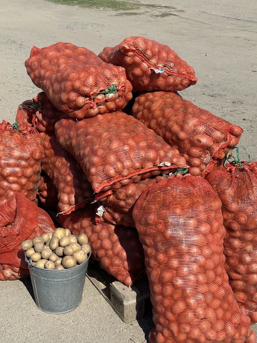 Продам семенной картофель