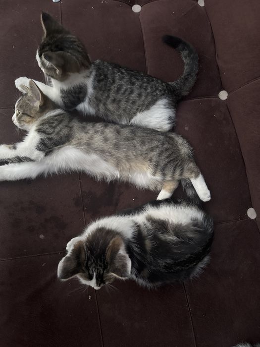 Отдам хороший руки котята 2 девушка 2 мальчик