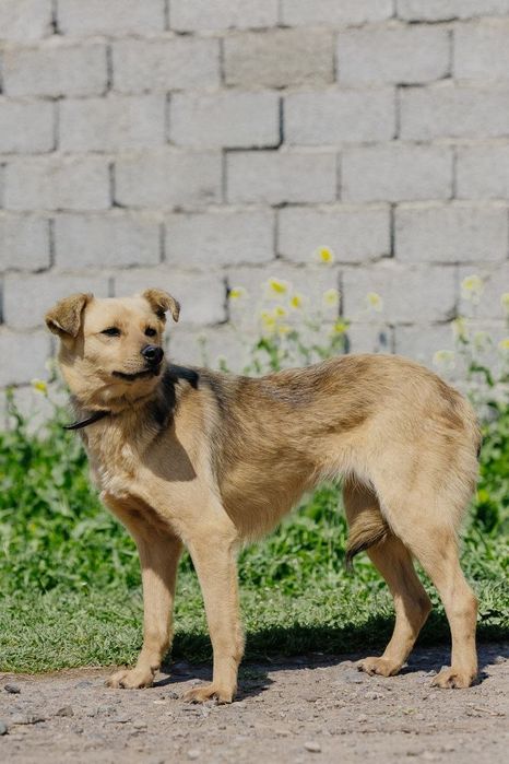 Ветта ищет новый дом!