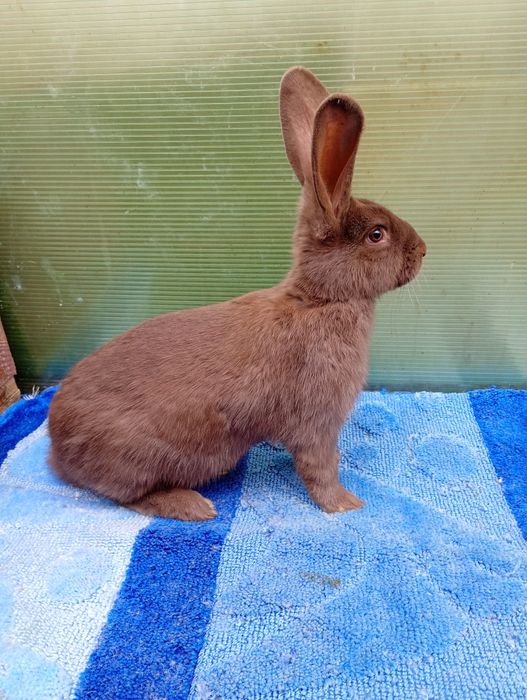 Masculas fluture havana