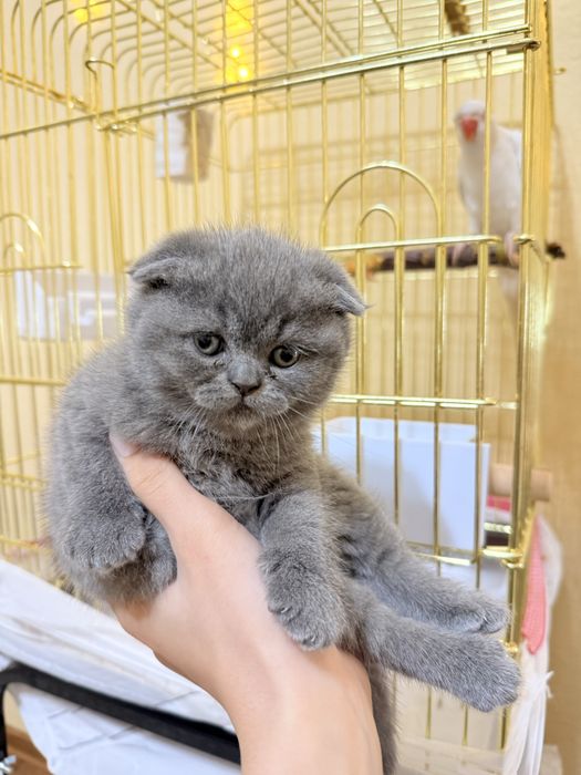 Британский фолд и страйт