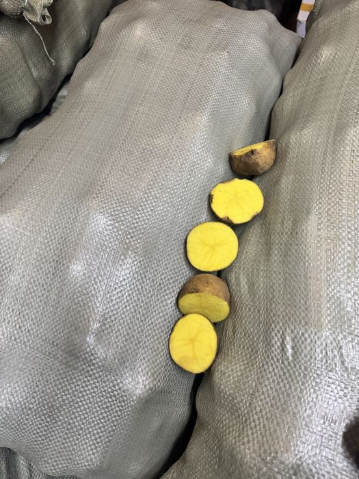 Картофель тендреный