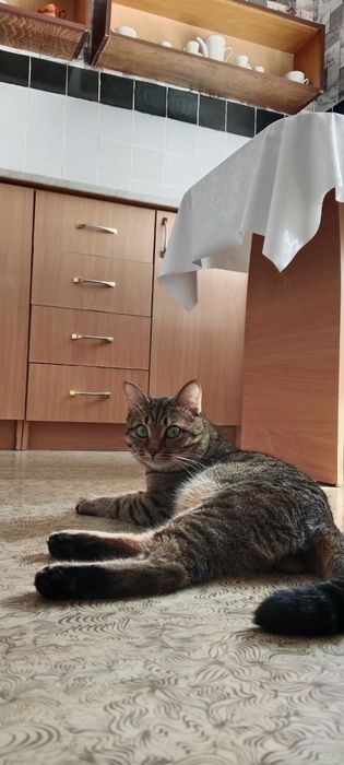 Сдам квартиру на долгий срок