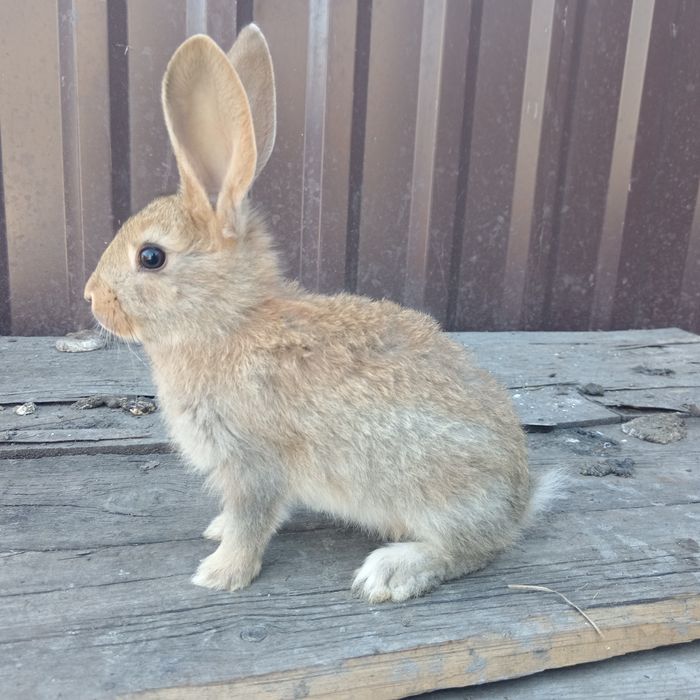 Продам крольчат полу великан