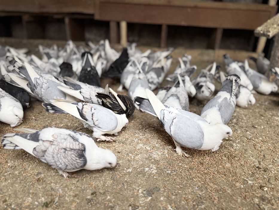 Porumbei Misirlii de vânzare – (Craiova )