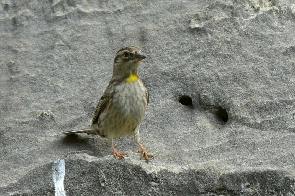 Каменный воробей.