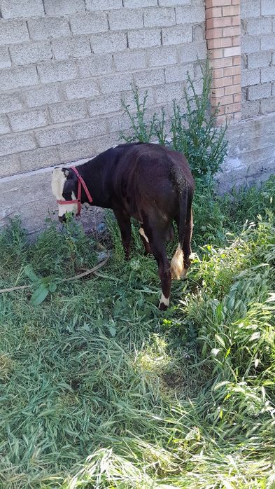 Парода Хукиз сотилади  10 ойлик