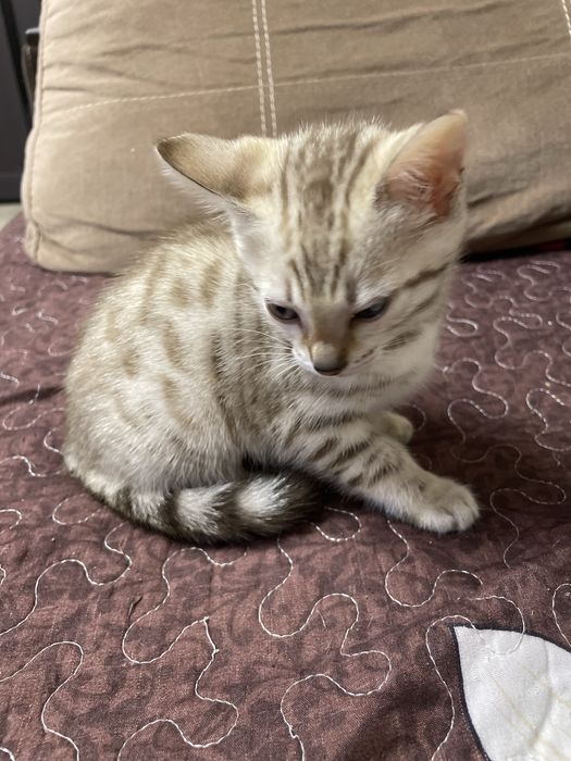 Бенгальские котята