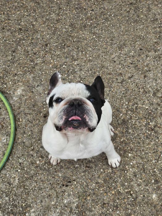 Frenchie cuminte spre adoptie