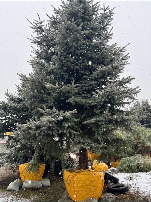 Ели сосны голубые ели