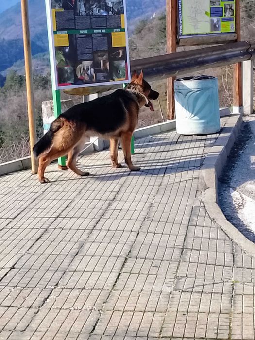Немска Овчарка много едър представител мъжка