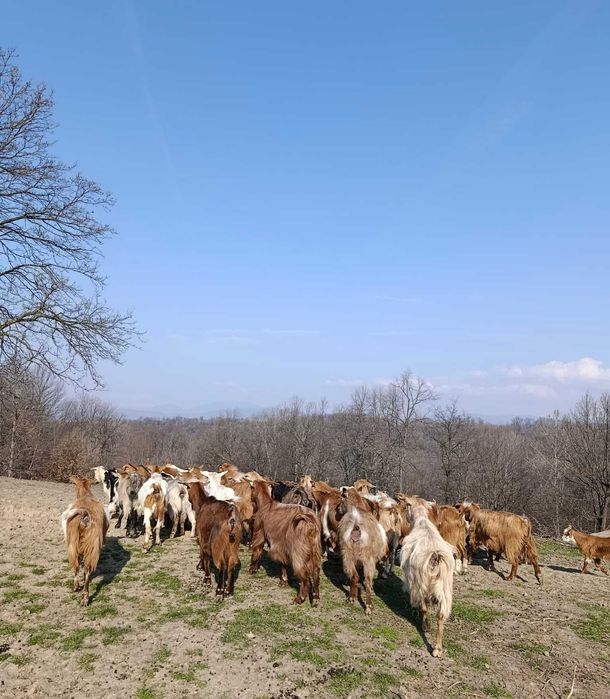 Vând 28 CAPRE bune fără coarne cu 20 de iezi