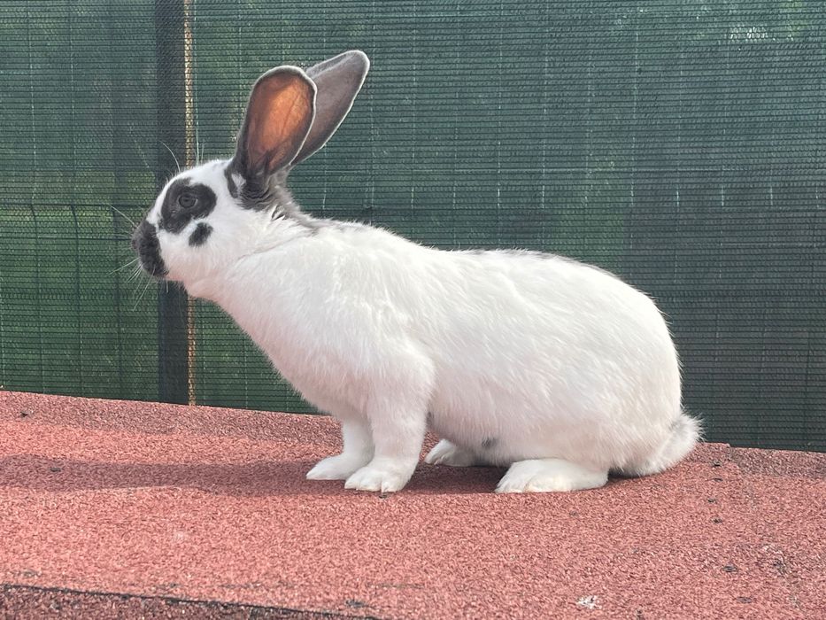 Iepuri Uriaș începând cu vârsta de 1lună