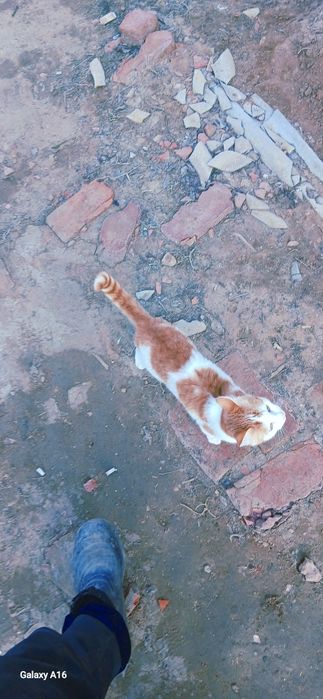 кошки спасите мысықтар құтқарыңыздаршы