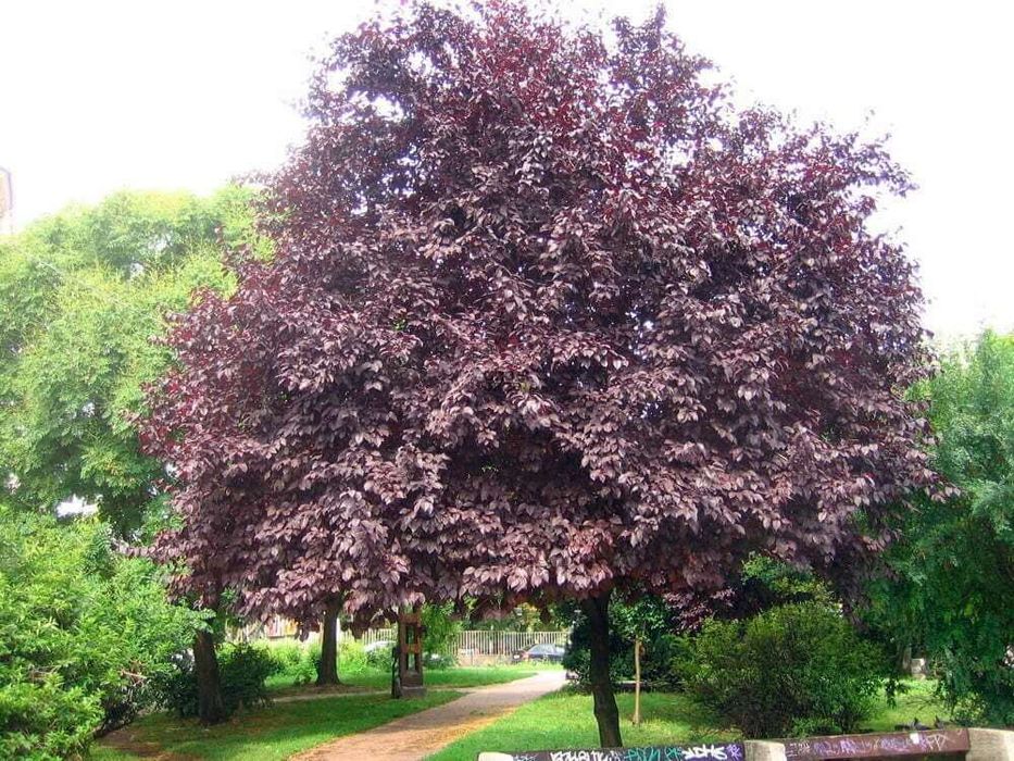 Prunus Cerasifera Nigra