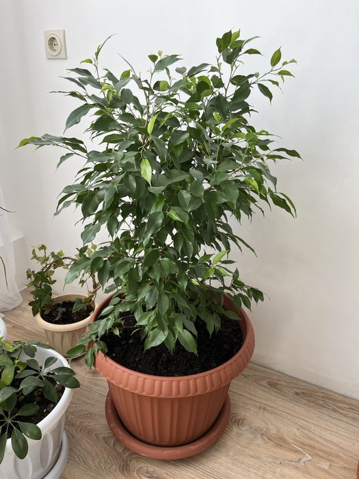 Продаю фикус Наташа