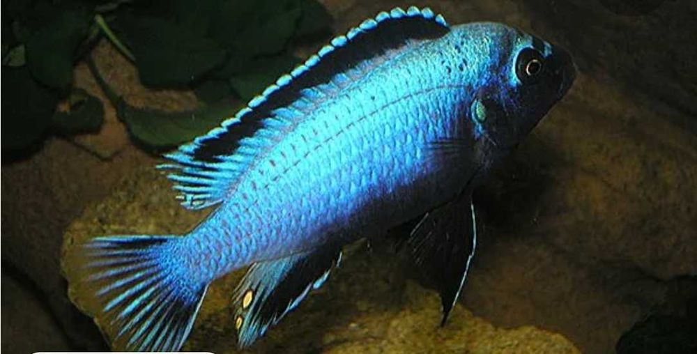 Мембе дип - Цихлида