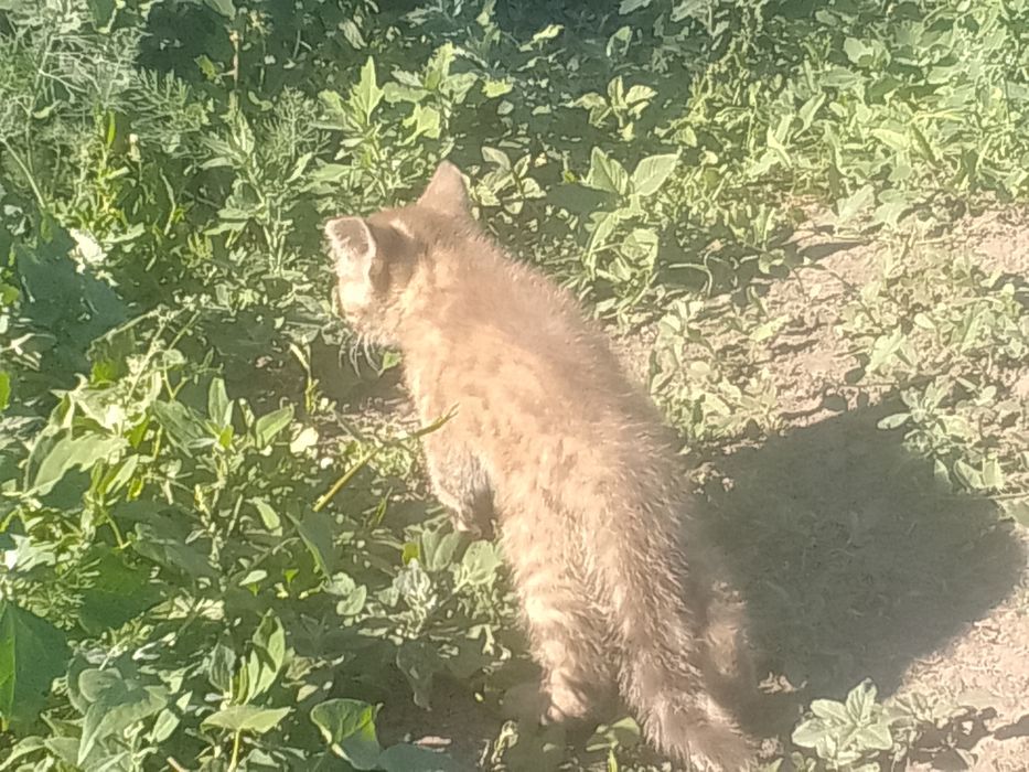 Котёнок ищет дом.