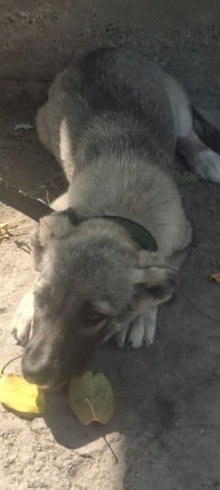 Девочка кандэшка