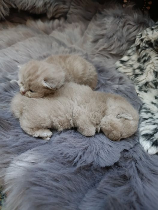 Чистокровные британцы