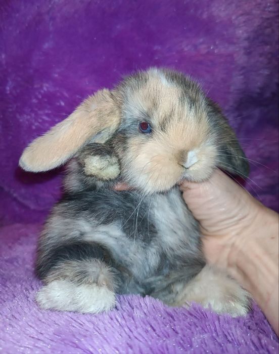 Продаются декоративные кролики порода вислоухий баран