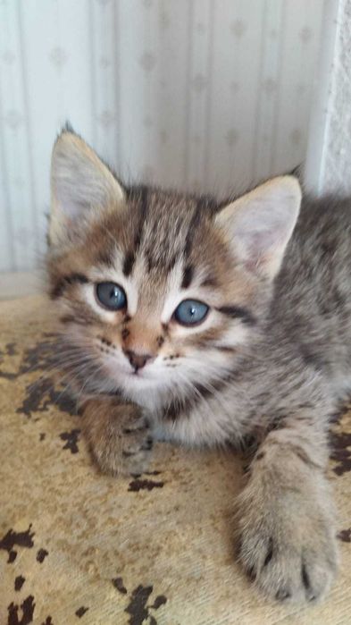 Котенок (девочка) ищет дом