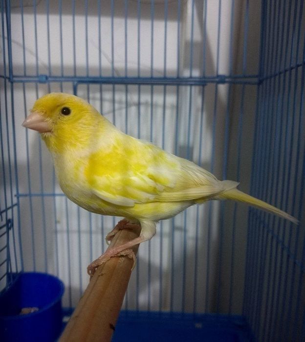 Kanareka saru moda bez petno sotiladi