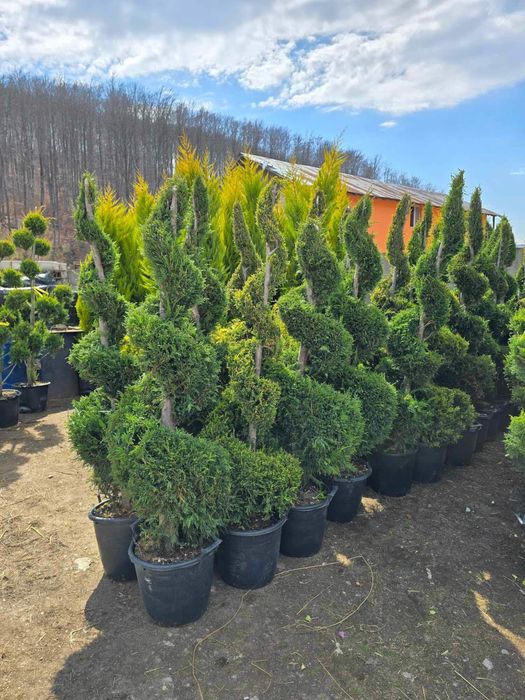 Plante ornametale cele mai bune preturi