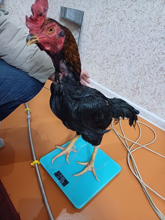 Хуроз сотилади тоза карс плотка зот