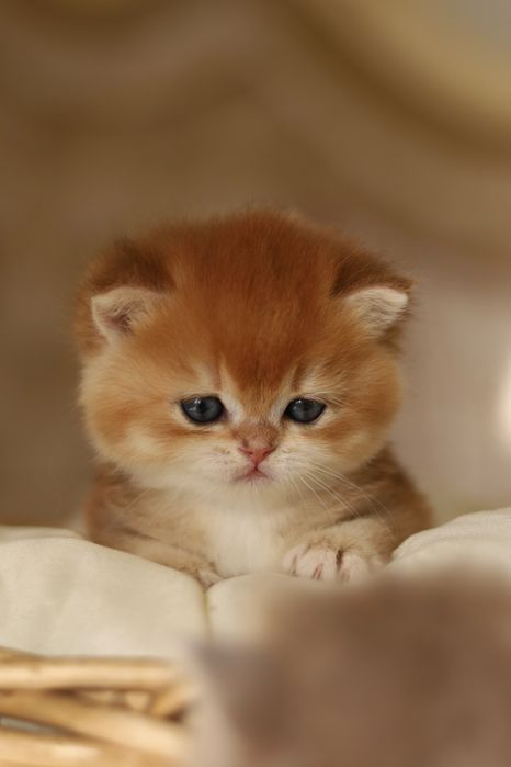 Котенок Золотая Шиншилла