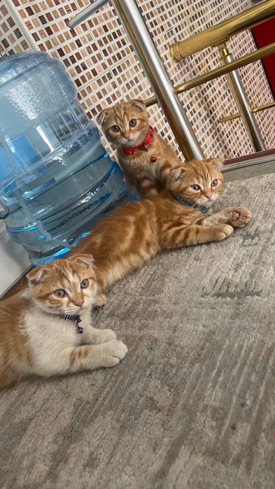 Продаю домашних котят