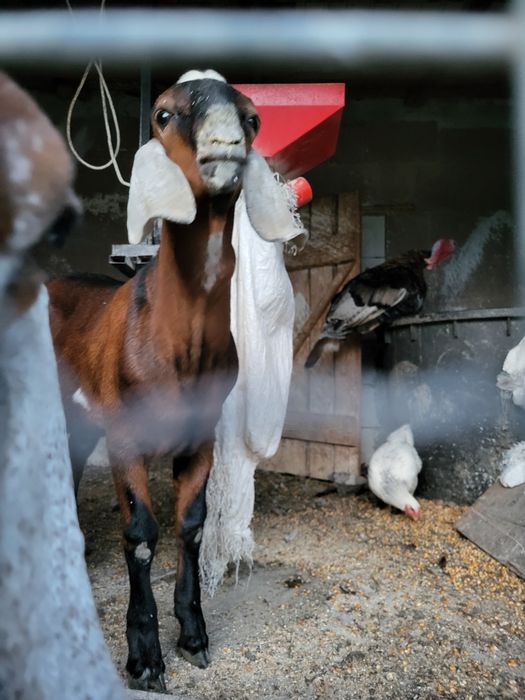 Tap anglonubian rasa pura