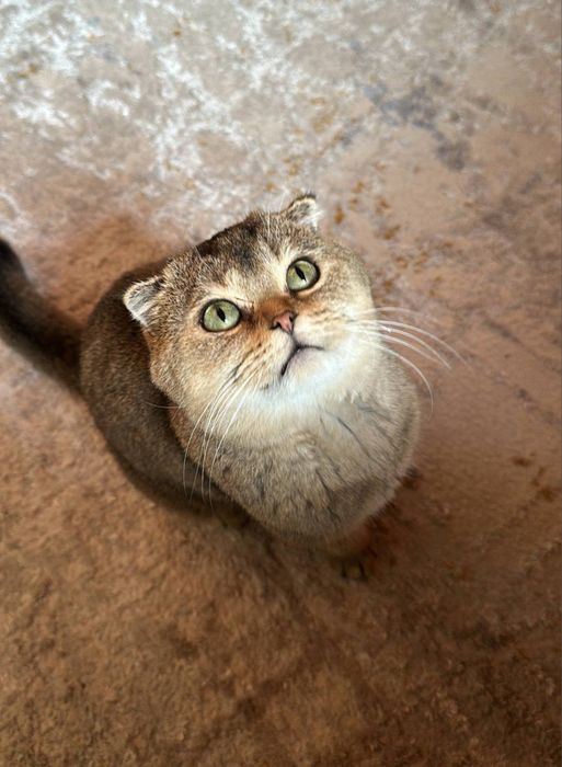 Scotsh fold mushuk vyazka