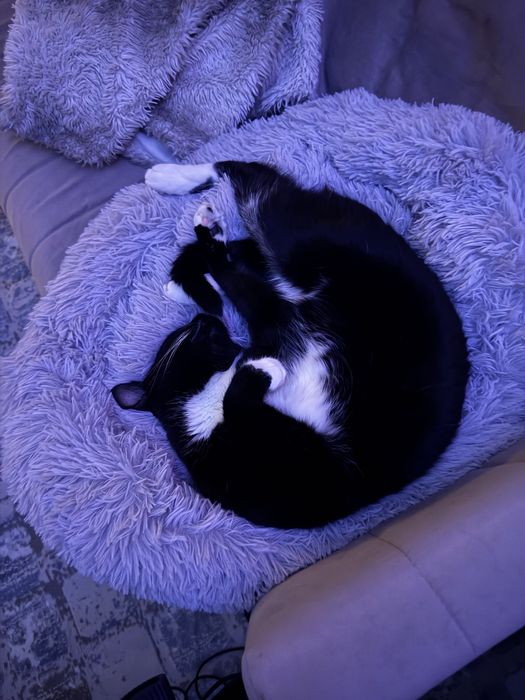Отдам кота в добрые руки