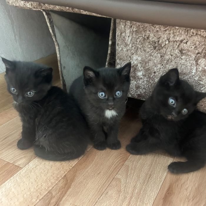 Отдам котят в добрые руки