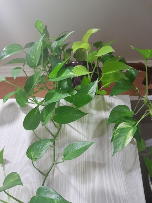 Продам комнатные цветы