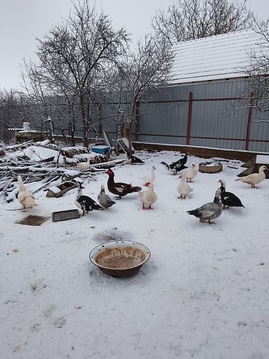 Rațe mute de vânzare