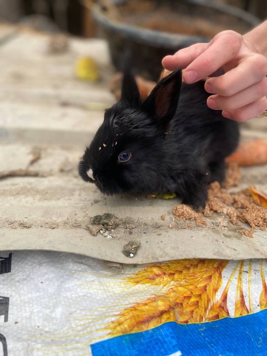 Quyonchalar sotiladi