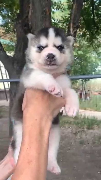 мальчик хаски с разным цветом глаз(АРЛЕКИН)