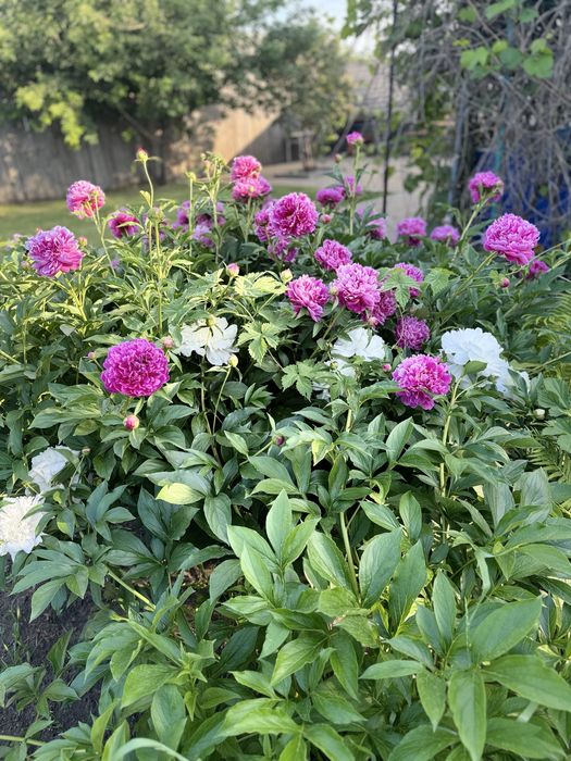 Продам дачу с баней