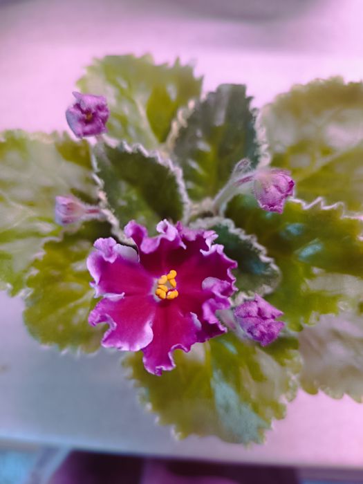 Фиалки. Набор листов