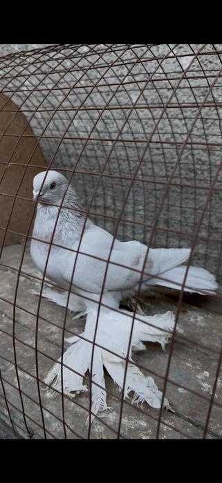 Голуби на гребле