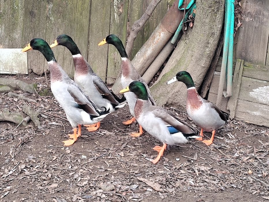 Vand cocosi  Sussex și Rățoi alergătoare indiana potârnichii salbatic