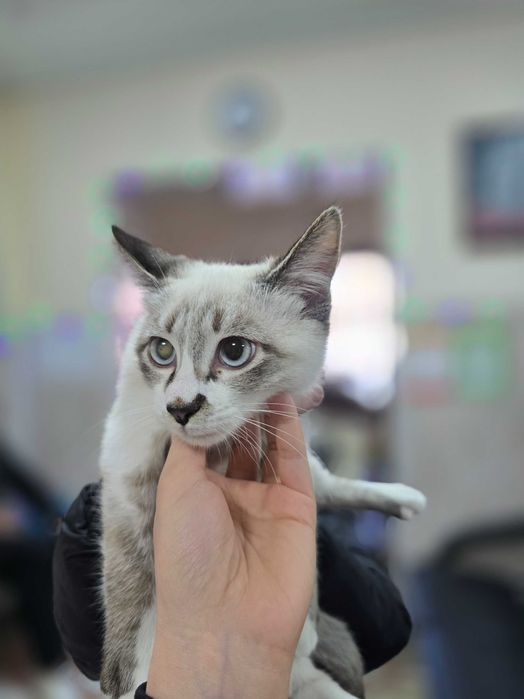 Котёнок ищет семью!