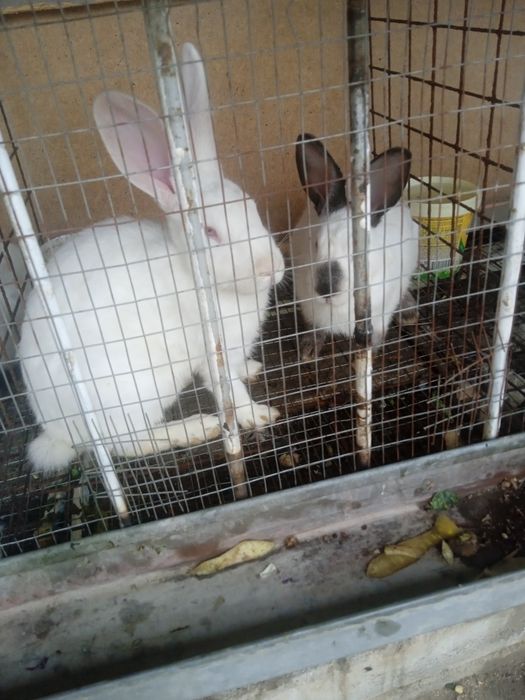 Куёнлар сотилади