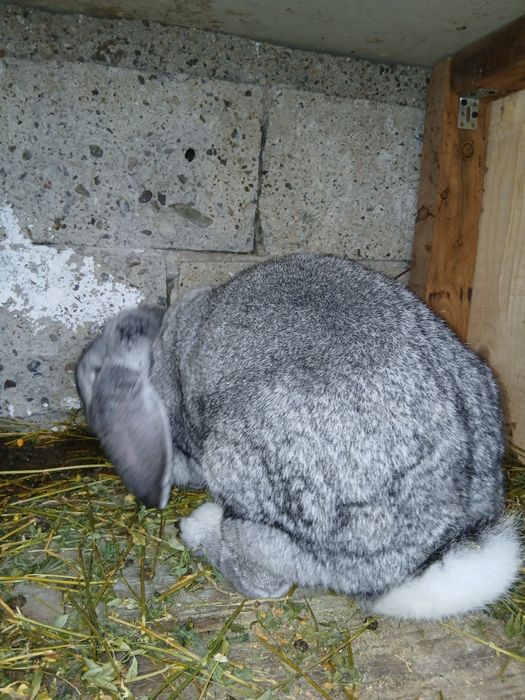 Vând iepuroaică berbec german gestantă!