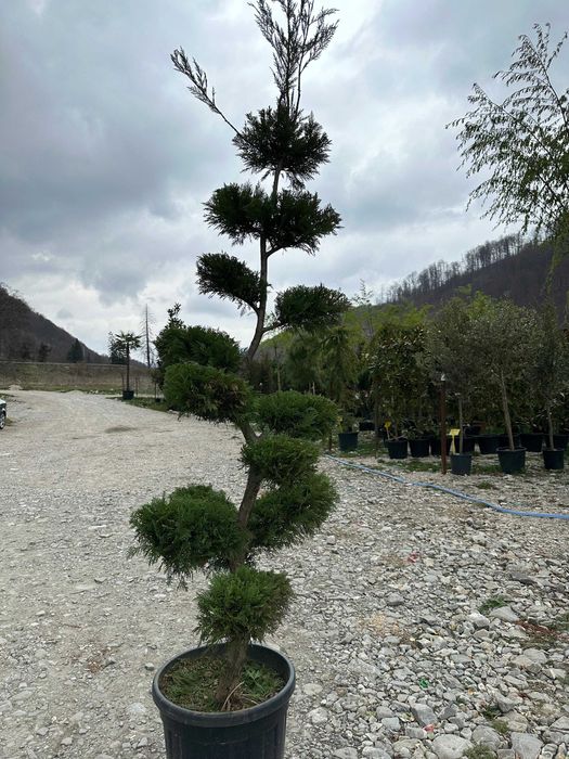 Plante Decorative si Ornamentale