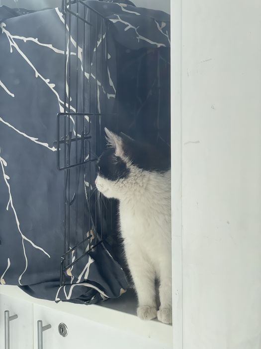 Отдам котенка в добрые руки