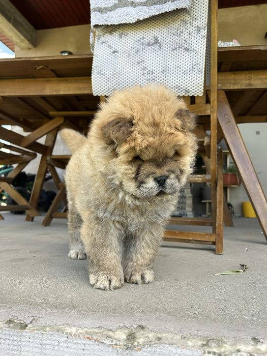 Chow chow mascul